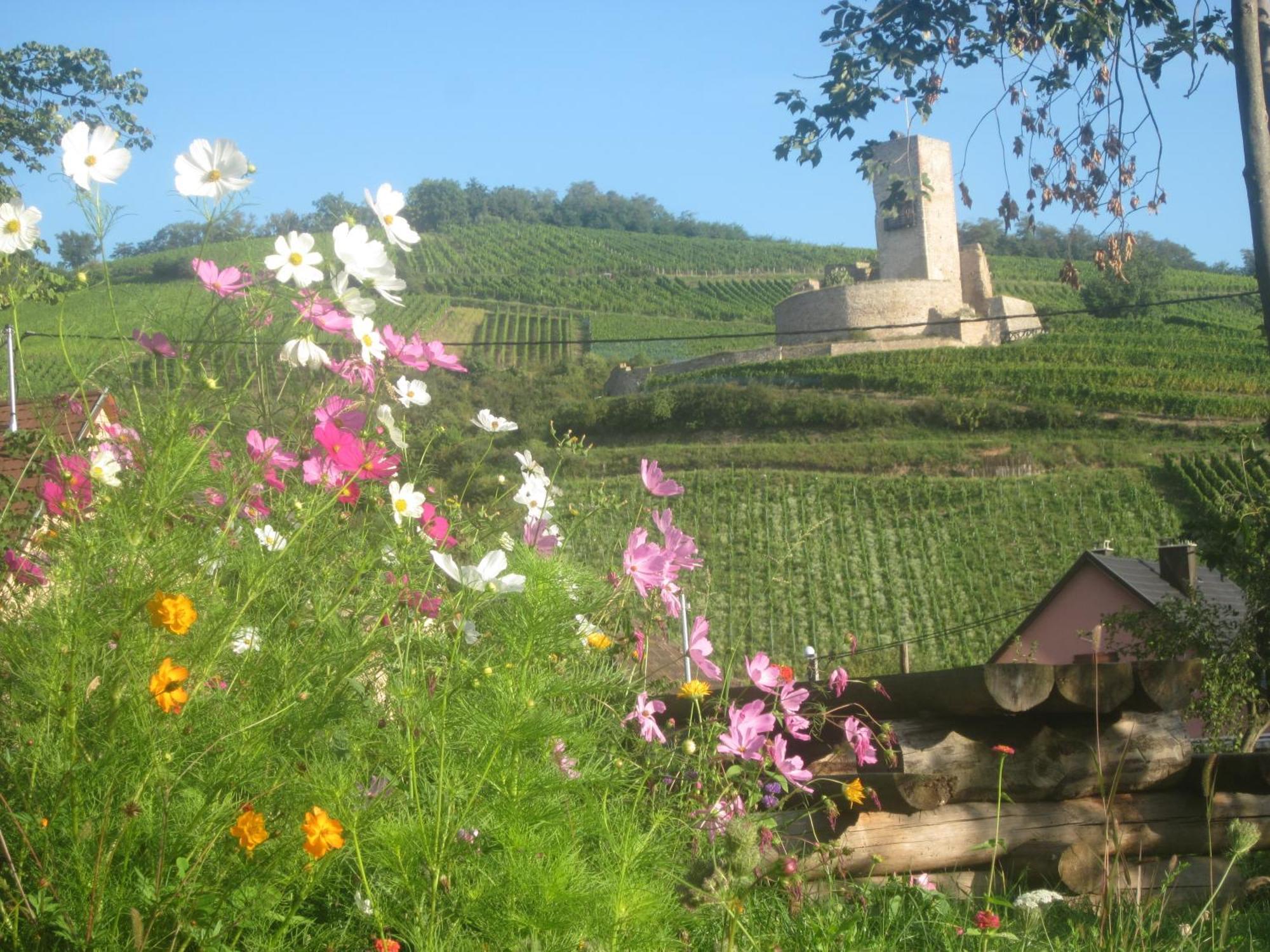 Ecologis Du Vignoble Villa Katzenthal Exterior foto